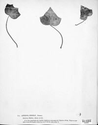 Asterina hederae image